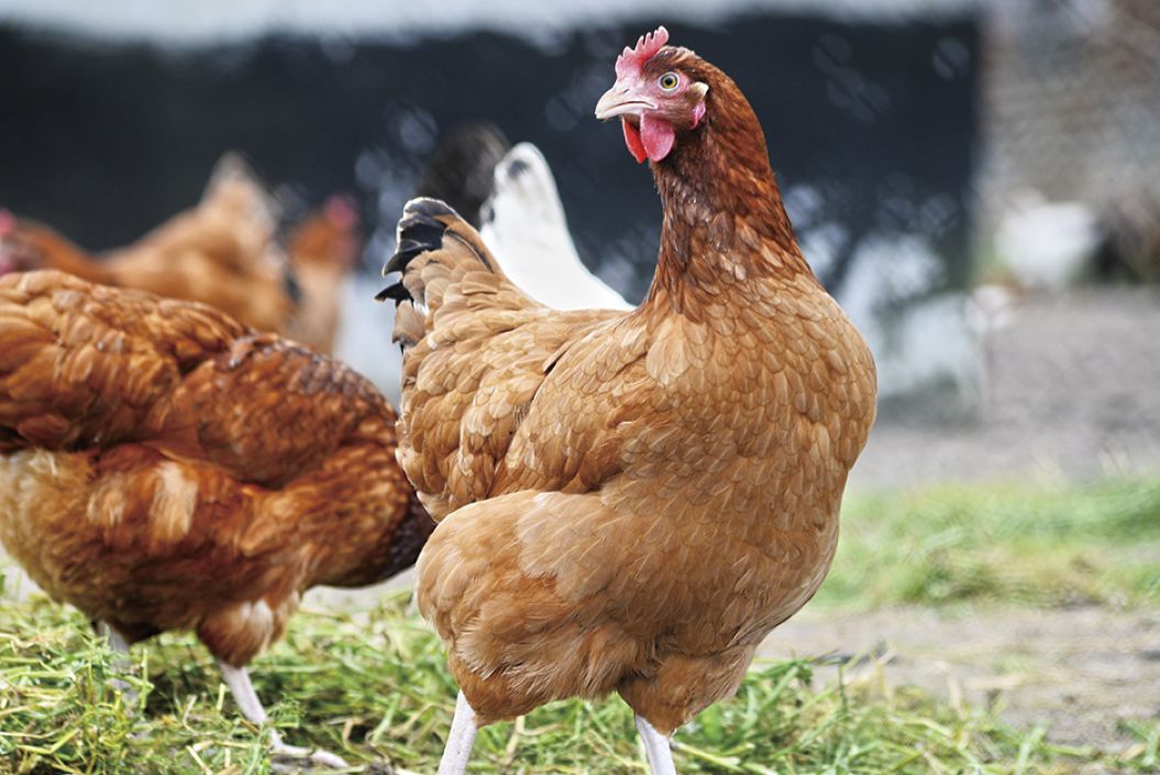 Nuestros piensos para gallinas en Ibiza