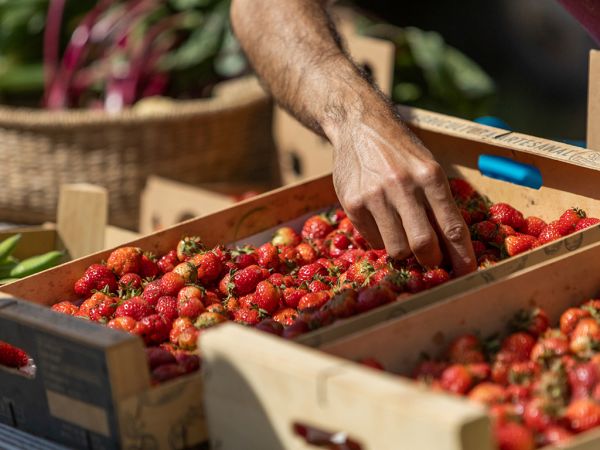 Fresas del mercado de la Cooperativa Agrícola de Sant Antoni