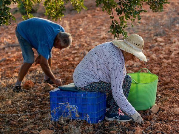 Recollint garrofes per a la Cooperativa Agrícola de Sant Antoni