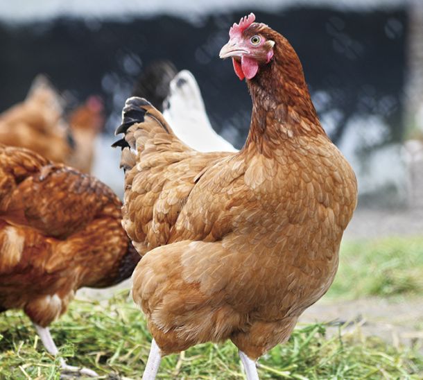 Nuestros piensos para gallinas en Ibiza