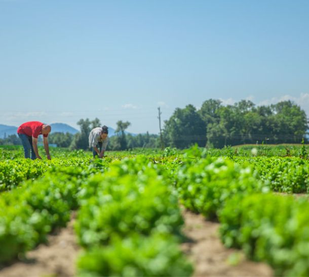 La agricultura ecológica de Ibiza sigue en alza tras 9 años de crecimiento