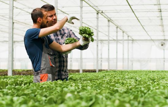 Servicio de Asesoramiento en la Cooperativa Agrícola de Sant Antoni