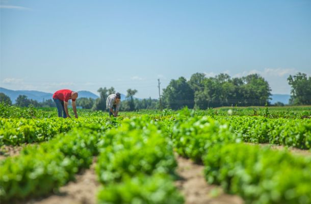 La agricultura ecológica de Ibiza sigue en alza tras 9 años de crecimiento